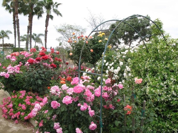 Photo of beautiful flowers in the garden