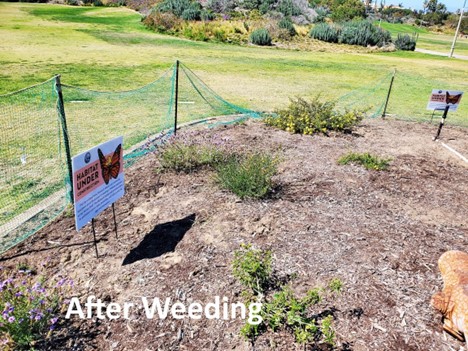 after weeding